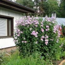 Лаватера тюрингская (Lavatera thuringiaca) Лаватера тюрингская (Lavatera thuringiaca)