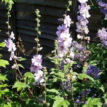 Лаватера (Lavatera), сорт «Лилак Леди» (Lilac Lady) Лаватера (Lavatera), сорт «Лилак Леди» (Lilac Lady)