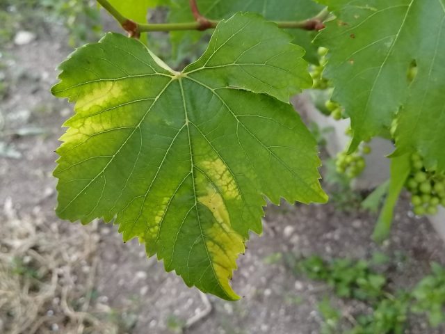 Проявление дефицита цинка на листьях винограда