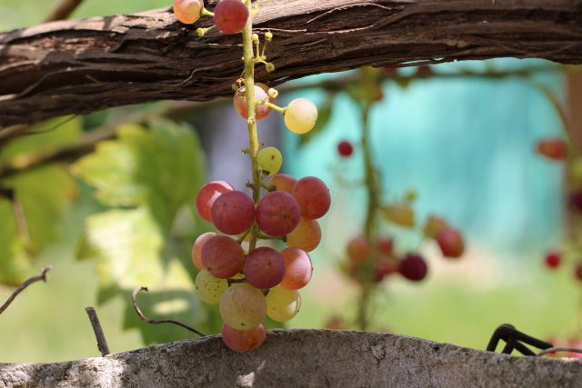 12 проблем в питании виноградной лозы, или Чего не хватает винограду? 