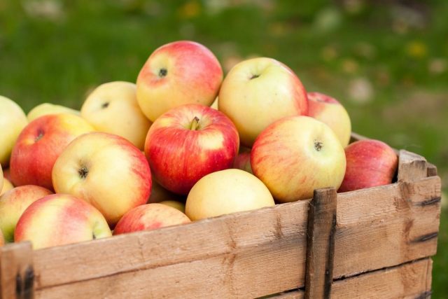 5 секретов длительного хранения яблок