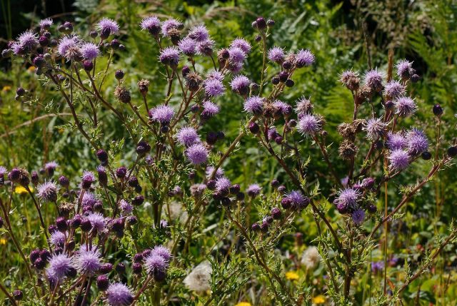 Осот розовый, или Бодяк полевой (Cirsium arvense) Осот розовый, или Бодяк полевой (Cirsium arvense)