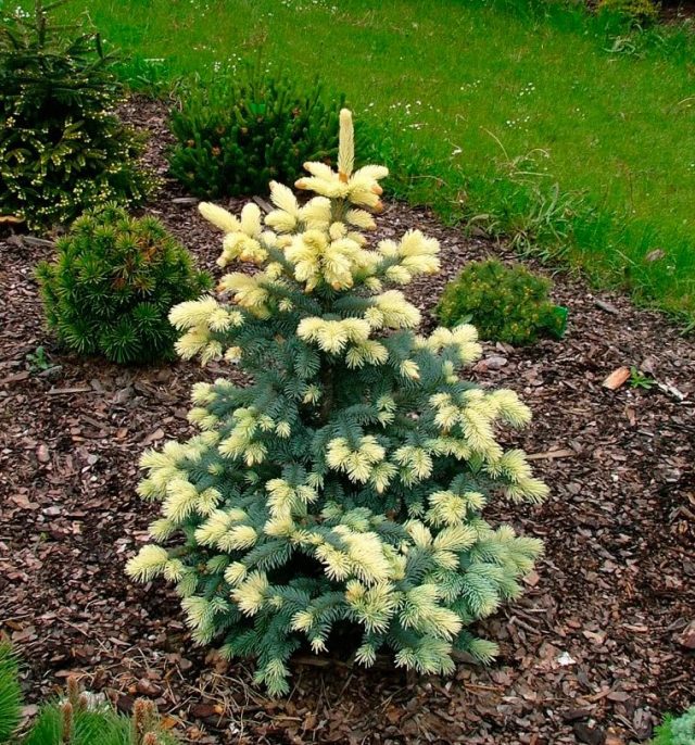 Ель колючая (Picea pungens), сорт «Биалобок» (Bialobok)