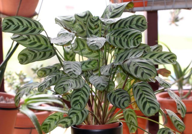 Ктенанта Бурле-Маркси (Ctenanthe burle-marxii) Ктенанта Бурле-Маркси (Ctenanthe burle-marxii)