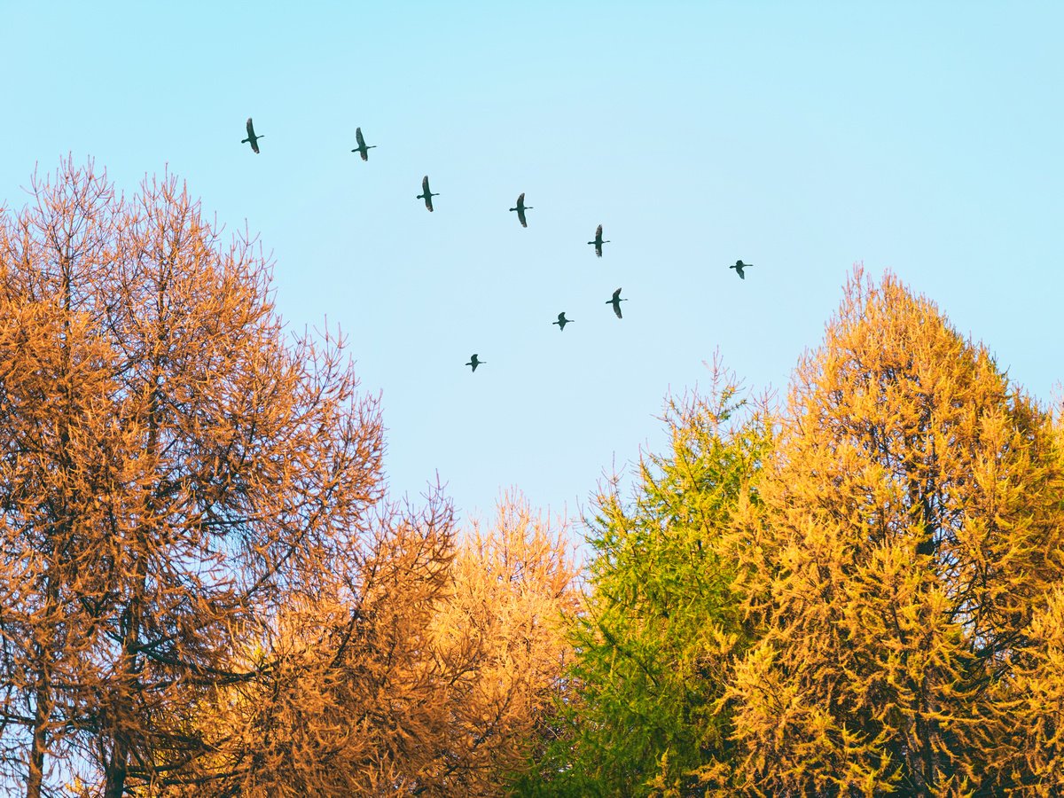 Фото Картинки Птицы Осенью