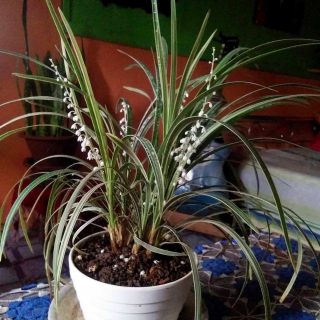 Офиопогон ябуран, или Белый японский ландышник (Ophiopogon jaburan) Офиопогон ябуран, или Белый японский ландышник (Ophiopogon jaburan)