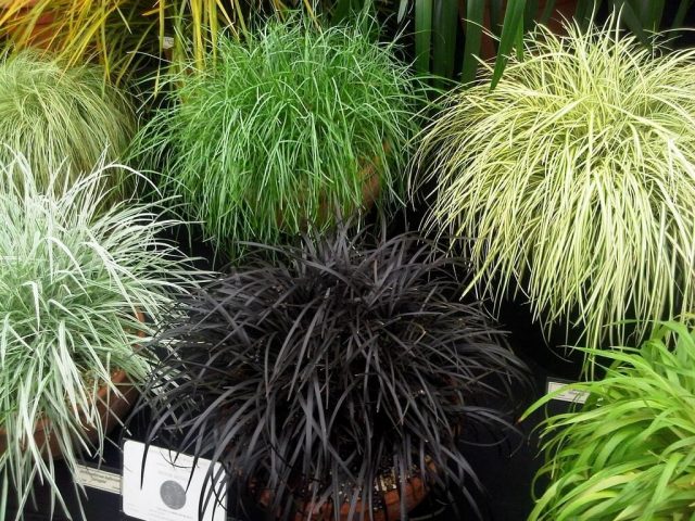 Офиопогон, или Ландышник (Ophiopogon) Офиопогон, или Ландышник (Ophiopogon)