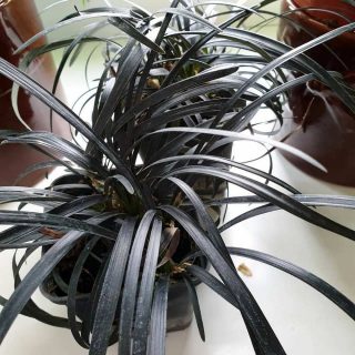 Офиопогон японский (Ophiopogon japonicus) Офиопогон японский (Ophiopogon japonicus)