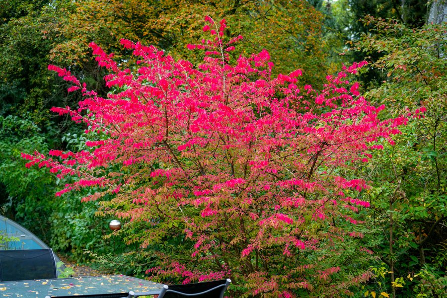 Цветущие Кустарники Осенью Фото