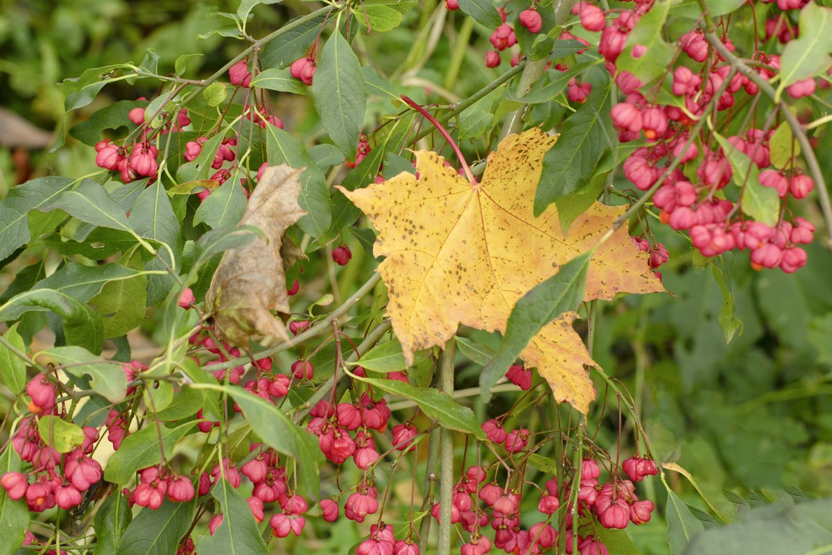 Цветущие Кустарники Осенью Фото