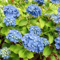 Гортензия (Hydrangea) Гортензия (Hydrangea)