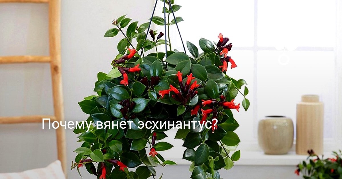 Эсхинантус Комнатный Фото