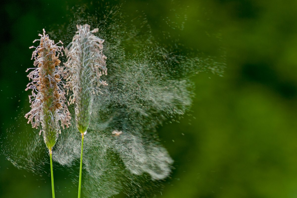Доклад: Аллергия или кто не любит запахи растений?