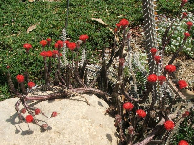 Крестовник стапелиевидный (Kleinia stapeliiformis, синоним Senecio stapeliiformis) Крестовник стапелиевидный (Kleinia stapeliiformis, синоним Senecio stapeliiformis)