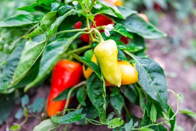 Sweet peppers of Serbian selection - 6 of the most delicious varieties