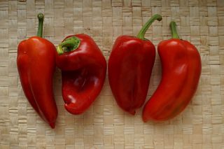 Sweet pepper "Kurtovka" (Kurtovska kapja)