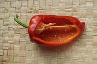 Sweet pepper "Jacket" cutaway Sweet pepper "Jacket" cutaway