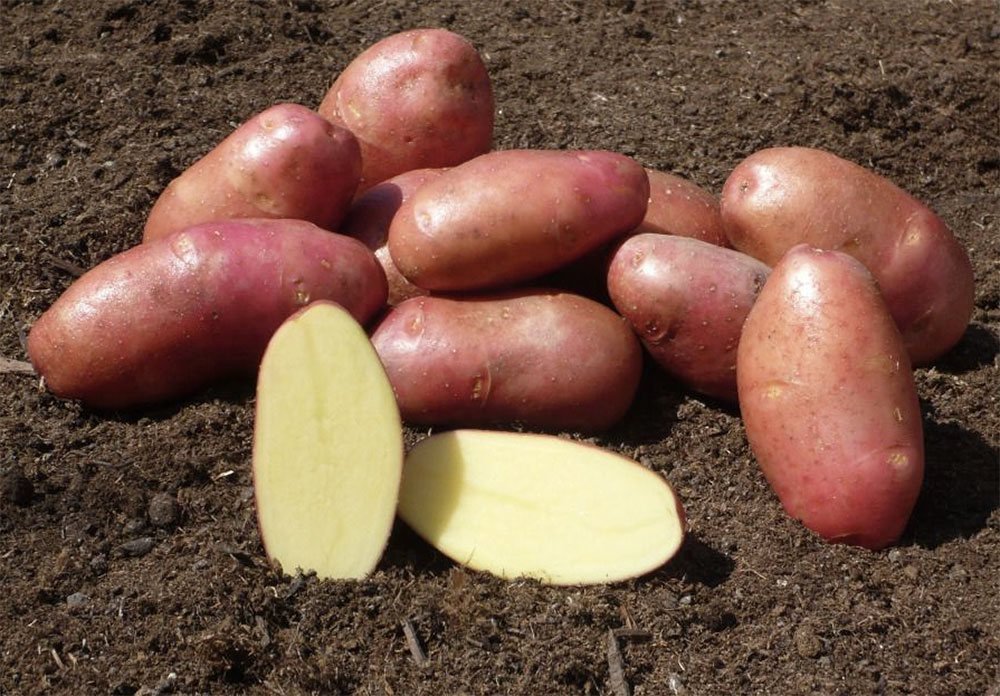 Немецкие Сорта Картофеля Фото И Описание