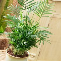 Хамедорея изящная (Chamaedorea elegans) Хамедорея изящная (Chamaedorea elegans)
