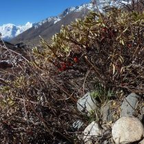 Облепиха тибетская (Hippophae tibetana) Облепиха тибетская (Hippophae tibetana)