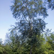 Облепиха иволистная (Hippophae salicifolia) Облепиха иволистная (Hippophae salicifolia)