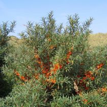 Облепиха крушиновидная (Hippophae rhamnoides) Облепиха крушиновидная (Hippophae rhamnoides)