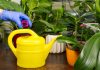 Правила подкормки комнатных растений — как это делать правильно
