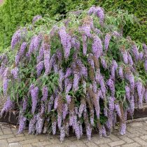 Буддлея (Buddleja davidii) Буддлея (Buddleja davidii)