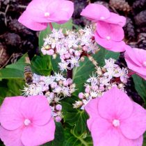Пчела на гортензии (Hydrangea) Пчела на гортензии (Hydrangea)