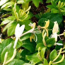 Пчела на пыльниках жимолости японской (Lonicera japonica) Пчела на пыльниках жимолости японской (Lonicera japonica)