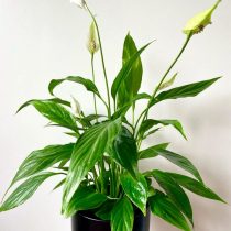 Спатифиллум ложковидный, или геликониелистный (Spathiphyllum cochlearispathum) Спатифиллум ложковидный, или геликониелистный (Spathiphyllum cochlearispathum)
