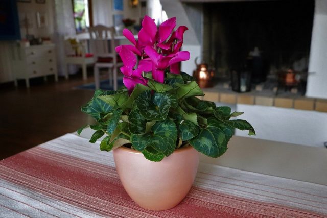 Цикламен персидский, Дряква, или Альпийская фиалка (Cyclamen persicum) Цикламен персидский, Дряква, или Альпийская фиалка (Cyclamen persicum)
