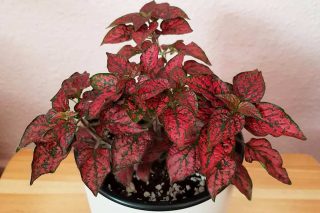 Гипоэстес кроваво-красный (Hypoestes sanguinolenta) Гипоэстес кроваво-красный (Hypoestes sanguinolenta)