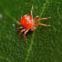 Фитосейулюс персимилис (Phytoseiulus persimilis) Фитосейулюс персимилис (Phytoseiulus persimilis)