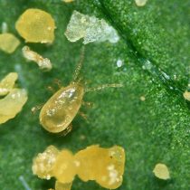 Амблисейулюс кукумерис (Amblyseius cucumeris) Амблисейулюс кукумерис (Amblyseius cucumeris)