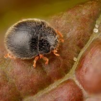 Стеторус пунктилиум (Stethorus punctillum) Стеторус пунктилиум (Stethorus punctillum)