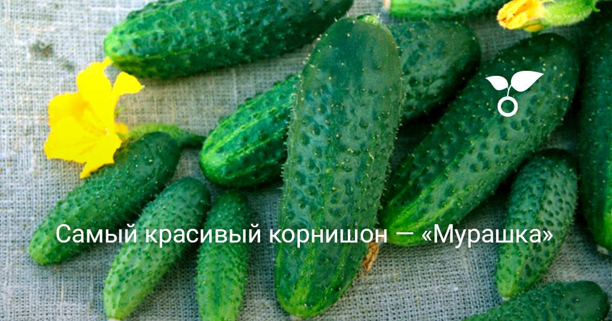 Мурашки красивые картинки