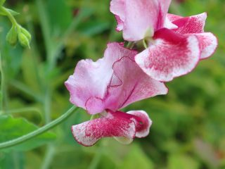 Душистый горошек (Lathyrus odoratus), сорт «Уилтшир Рипл» (Wiltshire Ripple) Душистый горошек (Lathyrus odoratus), сорт «Уилтшир Рипл» (Wiltshire Ripple)