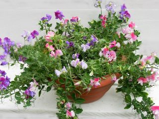 Душистый горошек (Lathyrus odoratus), сорт «Купид Колор Палет» (Cupid Color Palette) Душистый горошек (Lathyrus odoratus), сорт «Купид Колор Палет» (Cupid Color Palette)