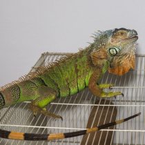 Игуана Игуана