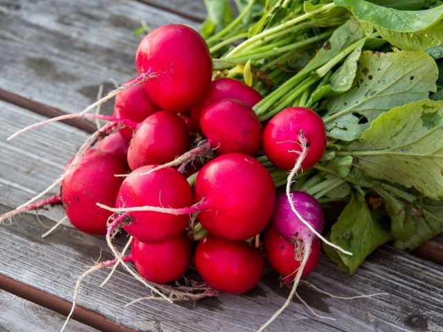 Самый вкусный редис - посеянный ранней весной Самый вкусный редис - посеянный ранней весной