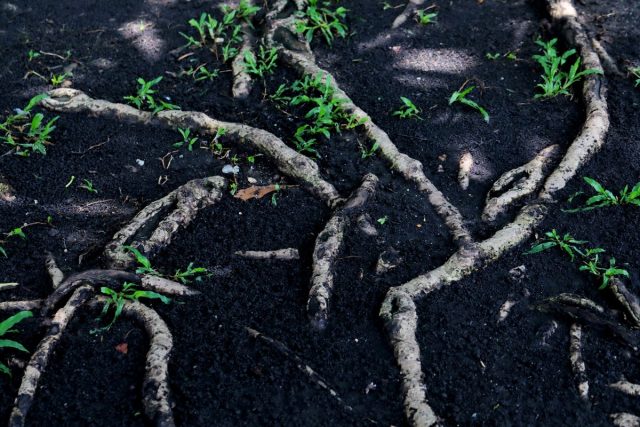 Открытые корни обычно возникают в результате эрозии почвы или морозного пучения грунта
