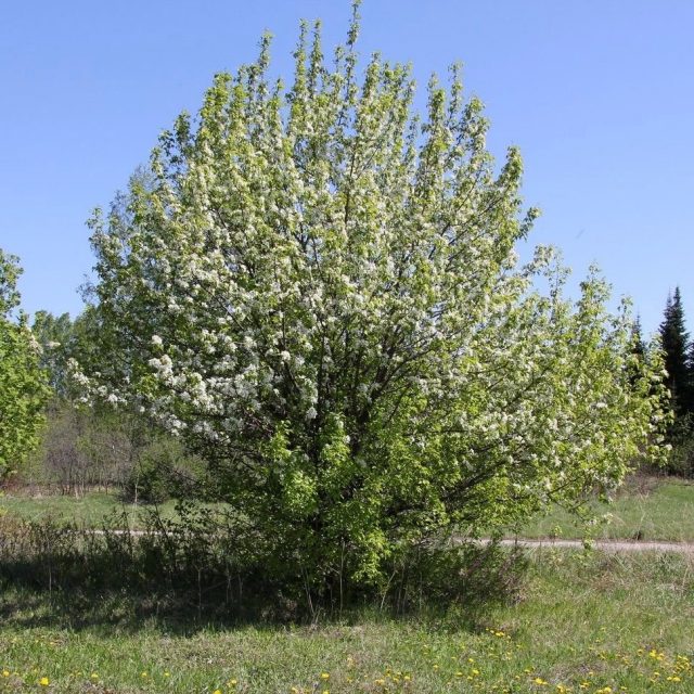 Уссурийская груша фото описание