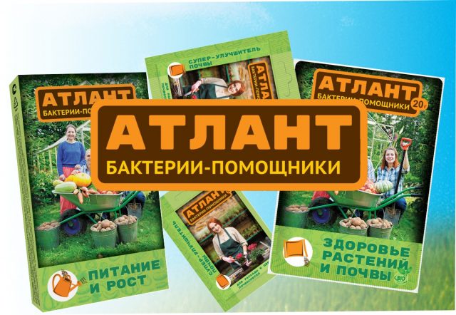 Полезные для почвы бактерии – залог здоровья участка Полезные для почвы бактерии – залог здоровья участка