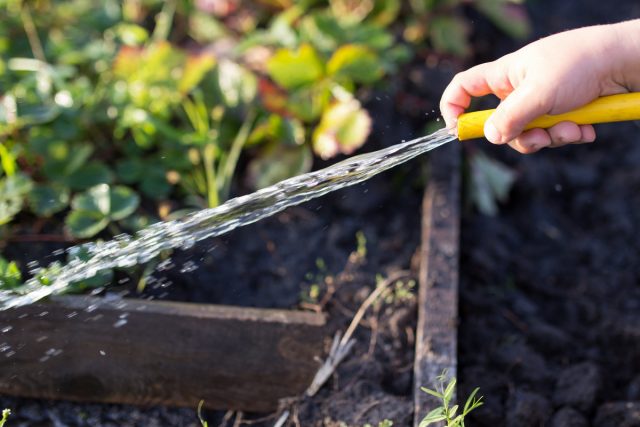Если у пушистых посетителей вашего сада есть любимое место, хорошо промойте это место из шланга водой