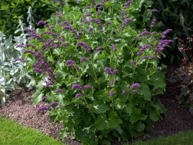 Шалфей мутовчатый (Salvia verticillata), садовая форма «Парпл Рейн» ('Purple Rain') Шалфей мутовчатый (Salvia verticillata), садовая форма «Парпл Рейн» ('Purple Rain')