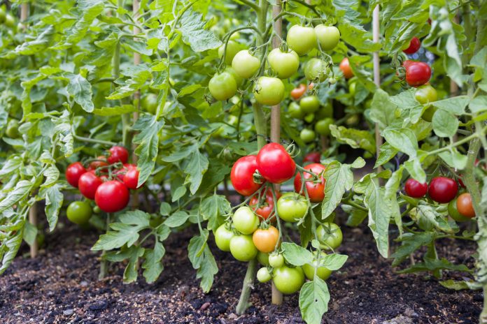 выращивание томатов в открытом грунте болезни