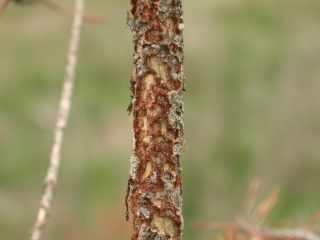 Взрослый жук большого соснового долгоносика питается корой живых деревьев и других древесных растений