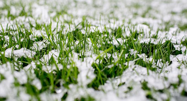 Ледяная корка может повлиять на качество газона