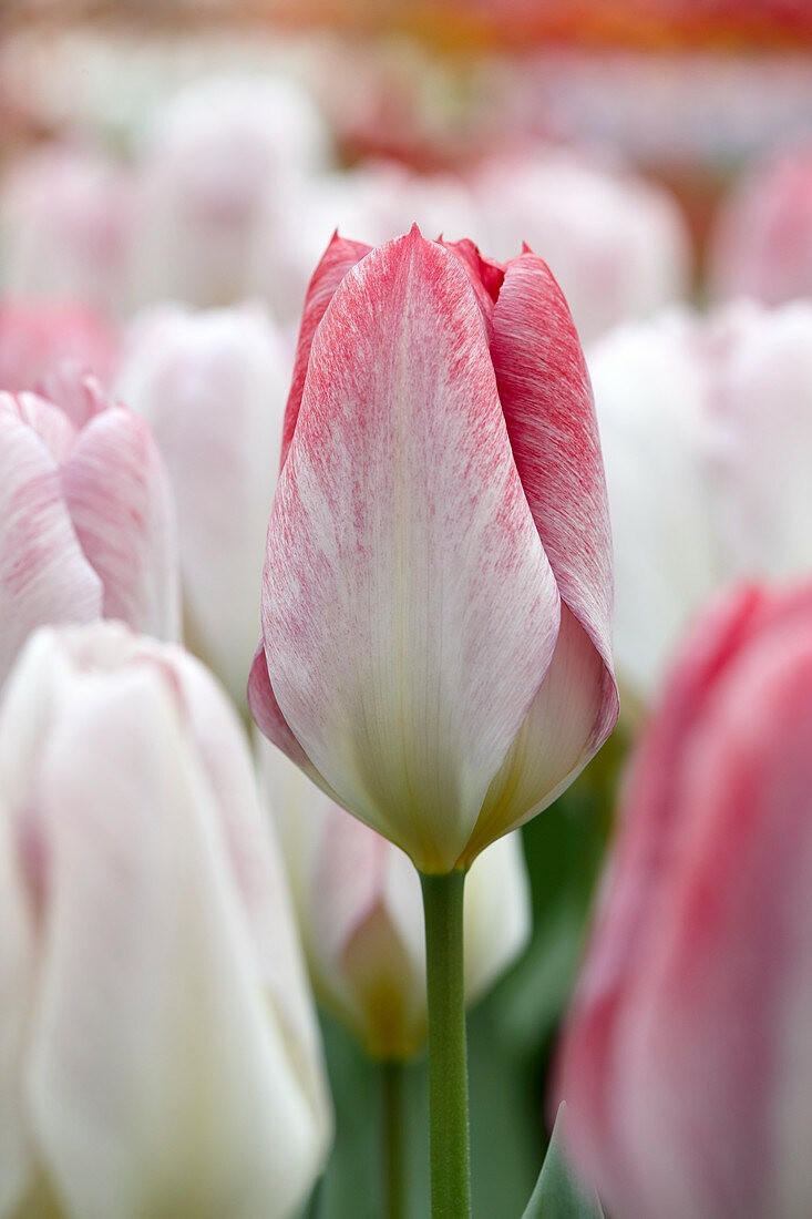 Тюльпан фостера «Флейминг Пуриссима» (Tulipa fosteriana 'Flaming Purissima')